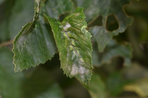 Zygiobia carpini